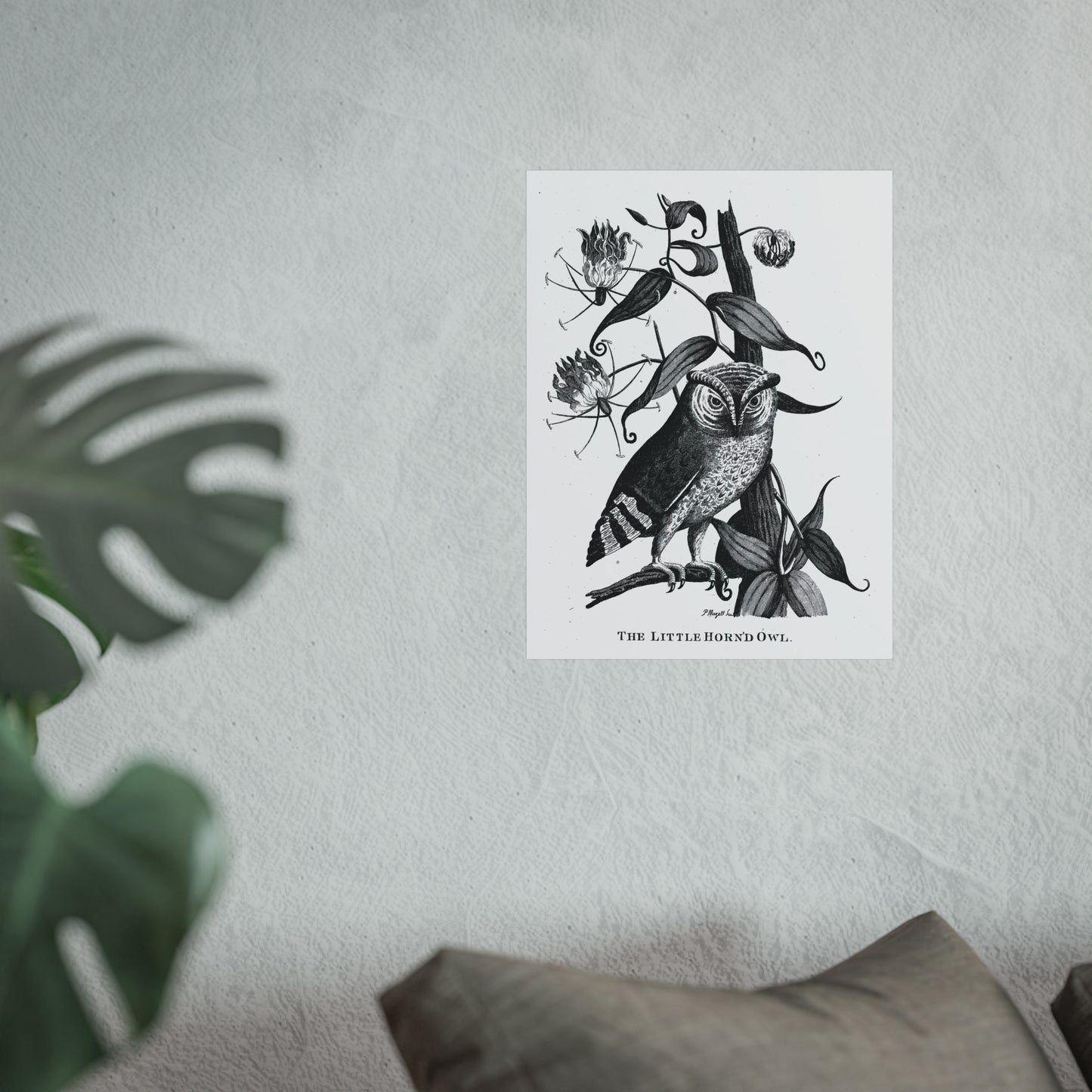 Little Horned Owl Print